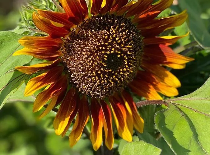 Dell'ospite Ischia Apartamento