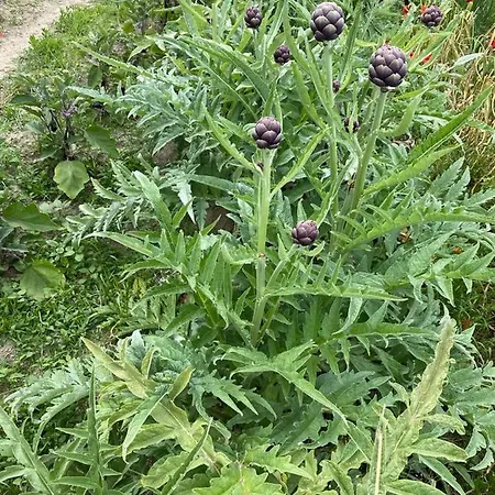 Appartement Dell'ospite Ischia