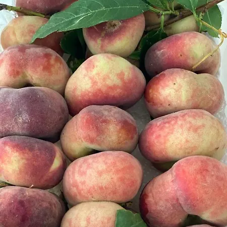 Dell'ospite Ischia *