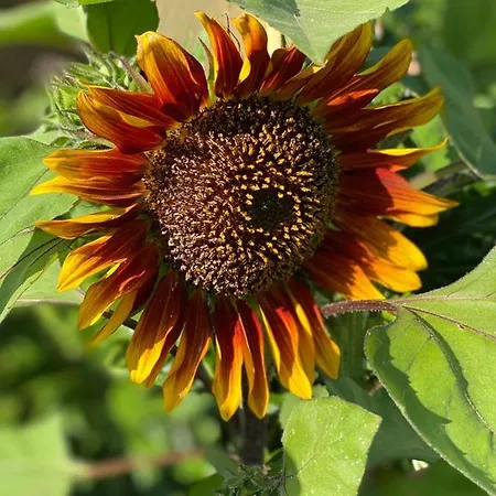 Dell'ospite Ischia Appartement