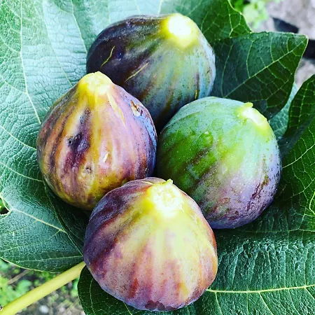 Dell'ospite Ischia Appartement