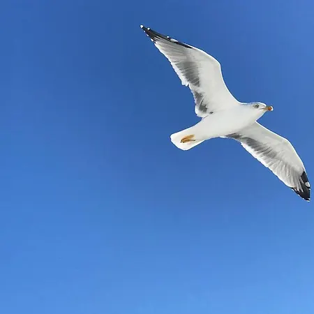 Dell'ospite Ischia Appartement